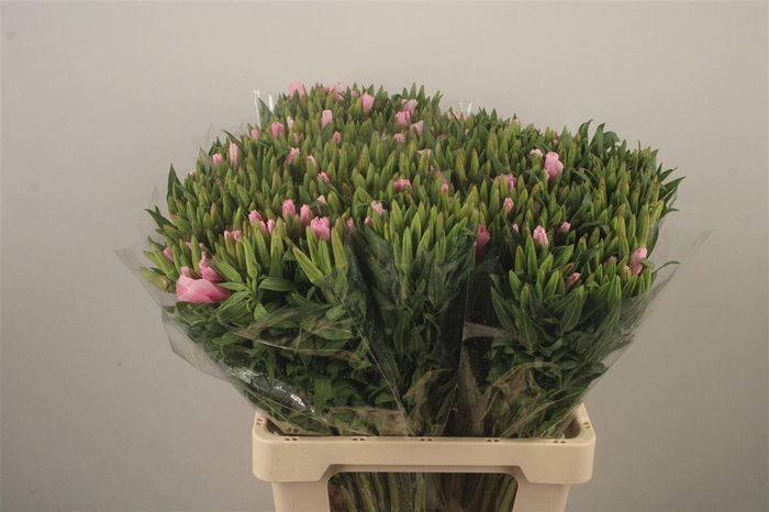 <h4>Clarkia Am Gr Rose Pink</h4>