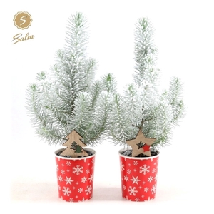 Pinus pinea 'Silver Crest' P10,5 in Cup X-mas Deco + Snow + Deco - Tree/Star