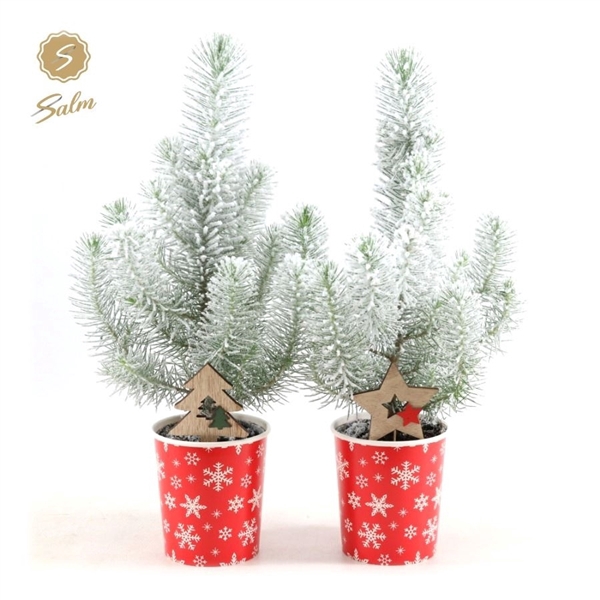 <h4>Pinus pinea 'Silver Crest' P10,5 in Cup X-mas Deco + Snow + Deco - Tree/Star</h4>