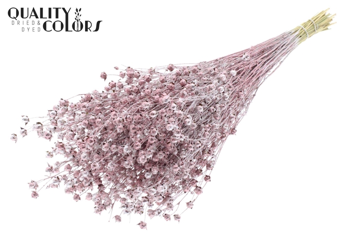 <h4>Droogbloemen   ...bewerkt H%</h4>