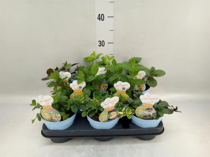 <h4>Mentha spicata</h4>