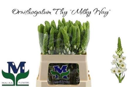 <h4>Ornit Thy Milky Way</h4>