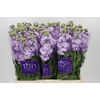 Matthiola incana 'Impala Lavender'
