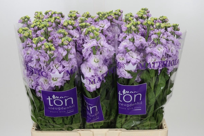 Matthiola incana 'Impala Lavender'