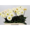 Dahlia Margriet Wit