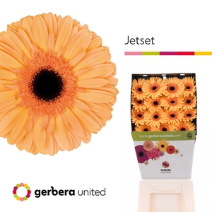 Gerbera Jetset Diamond