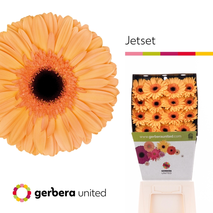 Gerbera Jetset Diamond