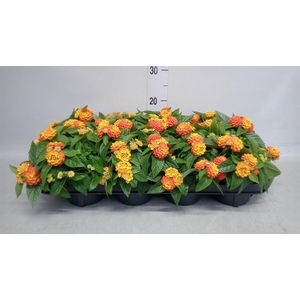 Lantana camara 'Simon Orange'