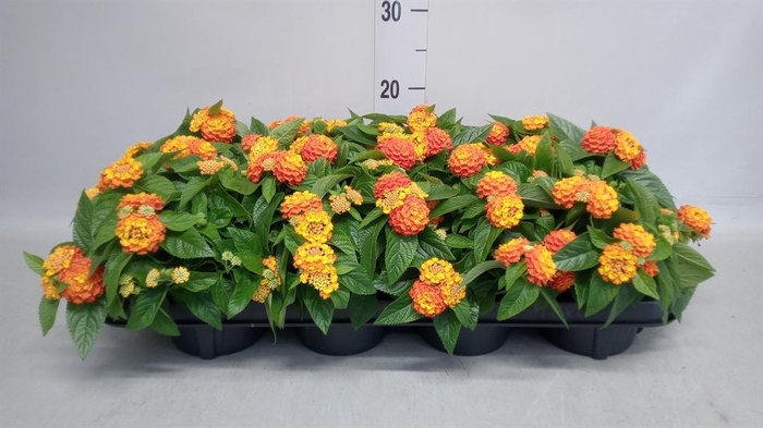 <h4>Lantana camara 'Simon Orange'</h4>