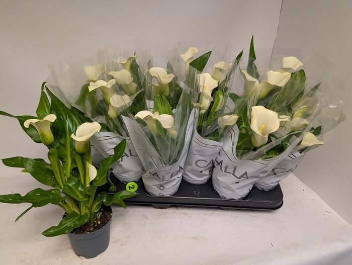 <h4>ZANT CAPT FRESCO</h4>