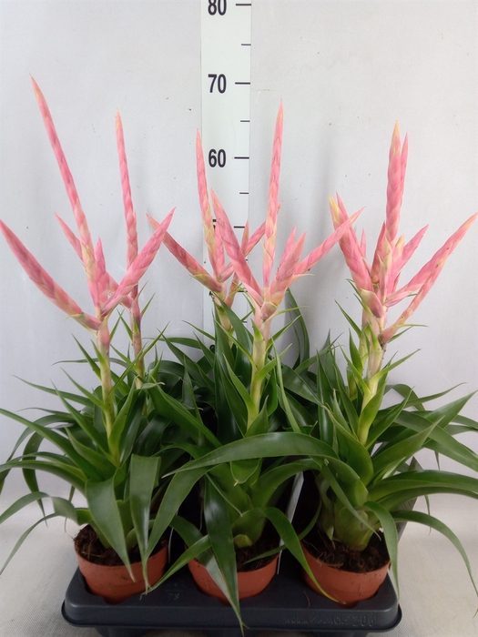 <h4>Tillandsia  'Dolce'</h4>