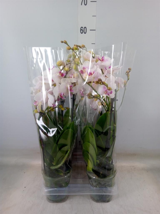 <h4>Phalaenopsis 'Neisse'</h4>