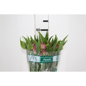 ALSTROEMERIA PAMELA 080 CM