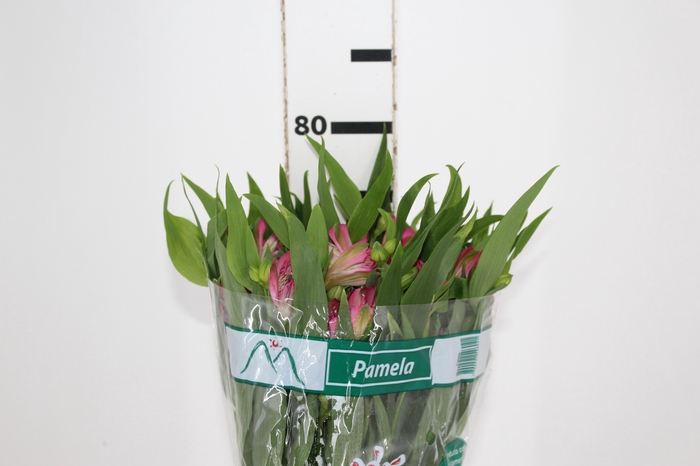 <h4>ALSTROEMERIA PAMELA 080 CM</h4>