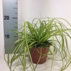 Carex Evercolor Eversheen