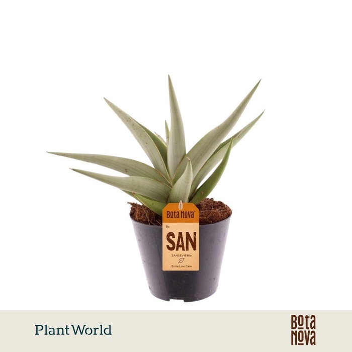 <h4>Sansevieria Silver Syreni</h4>