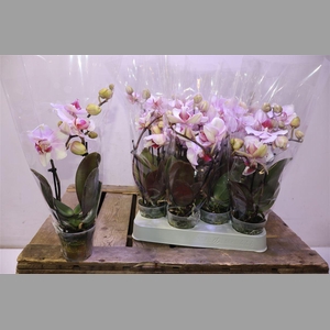 Phal Make-up Pink 1-2 Spike