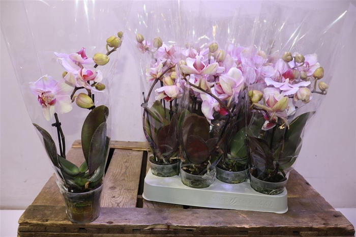 <h4>Phal Make-up Pink 1-2 Spike</h4>
