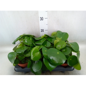 Peperomia polybotrya 'Raindrop'