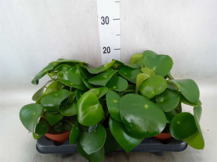 <h4>Peperomia polybotrya 'Raindrop'</h4>