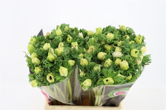 <h4>Anem Mistral White</h4>