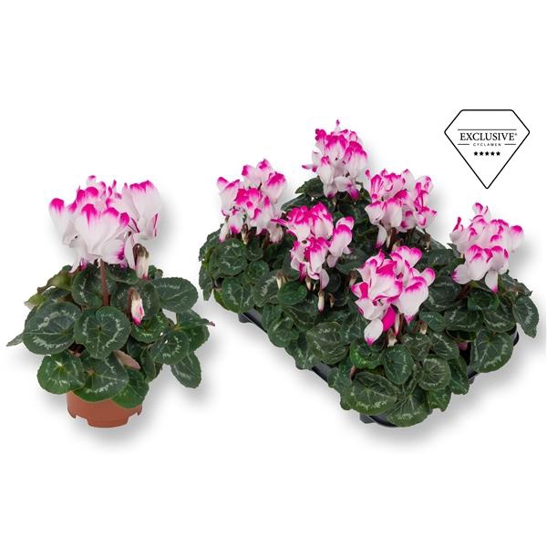 <h4>Cyclamen persicum midi Indiaca</h4>