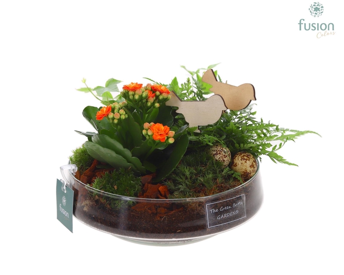 <h4>Green Bottle Iris Medium Pasen met arrangement</h4>