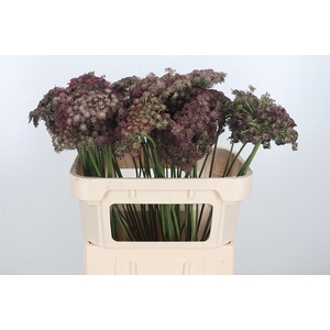 Daucus Carota Xl