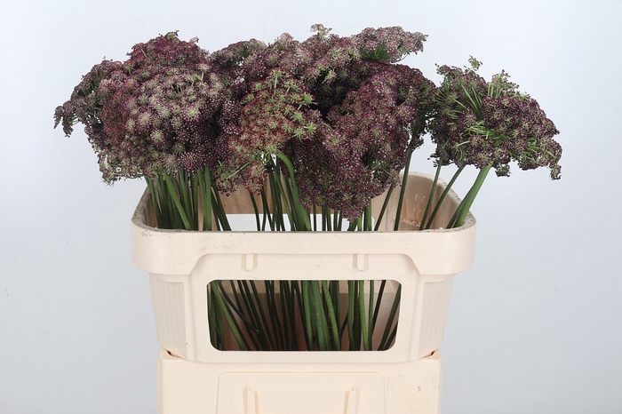 Daucus Carota Xl