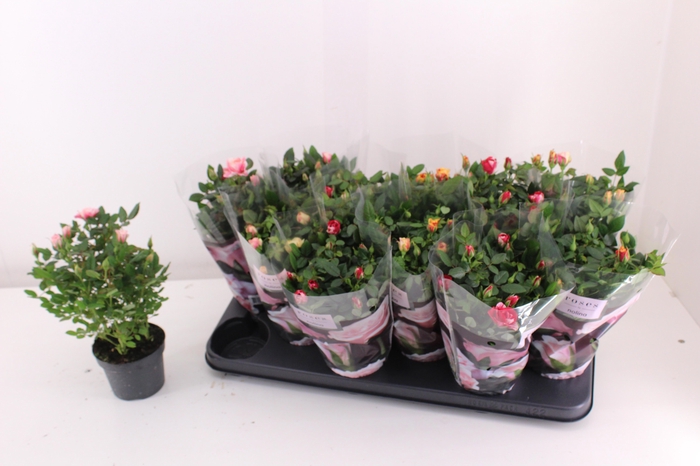 <h4>RO VICTORY GEM</h4>