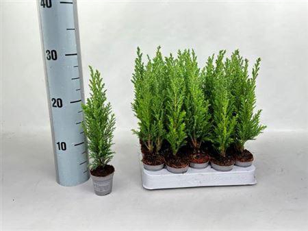 <h4>Cham L Ellwoodii</h4>