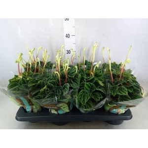 Peperomia caperata 'Lilian'