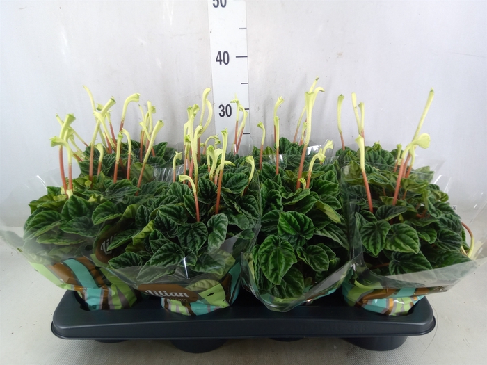 <h4>Peperomia caperata 'Lilian'</h4>