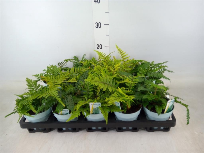 <h4>Ferns   ...mix</h4>