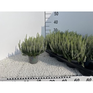 CALLU BL VERENKA