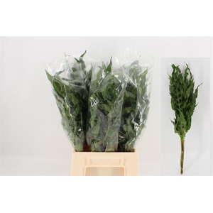 Polypodium New Wave 50cm