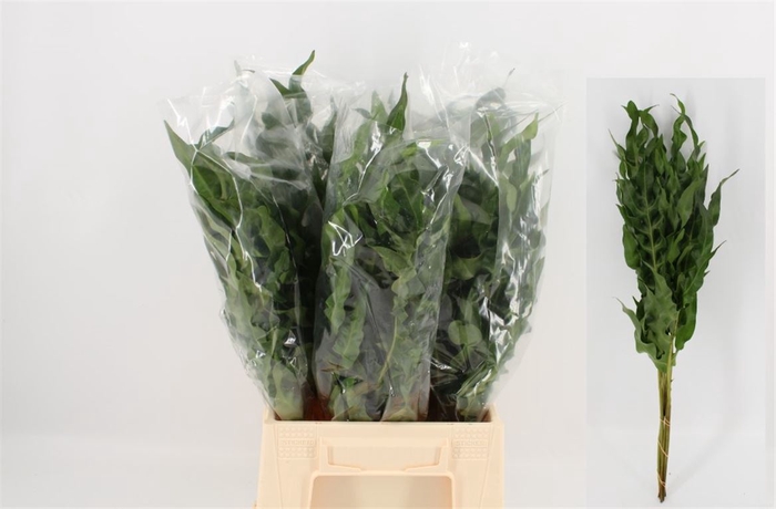 <h4>Polypodium New Wave 50cm</h4>