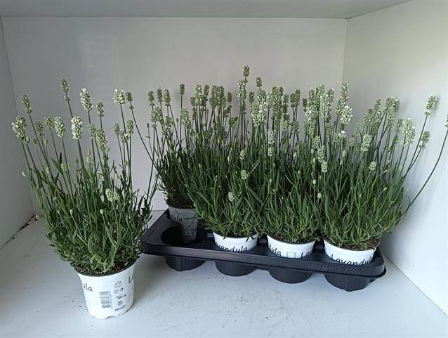 <h4>Lavan In Edelweiss</h4>