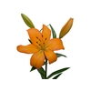 LIRIO EREMO 080 CM HT 2/3 FLS LARANJA