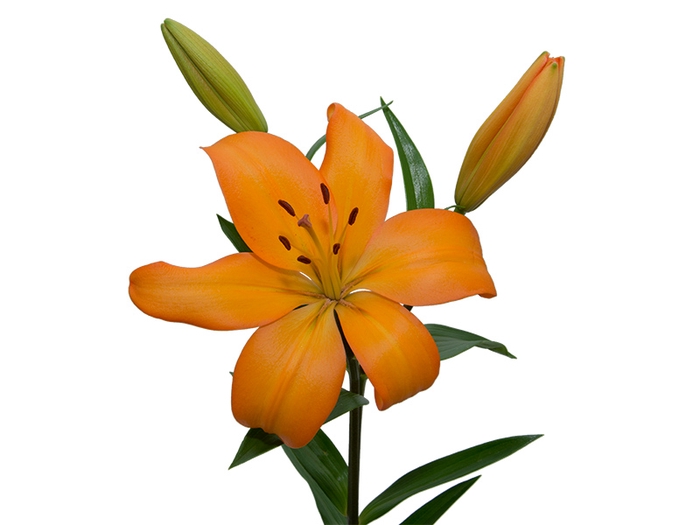 LIRIO EREMO 080 CM HT 2/3 FLS LARANJA