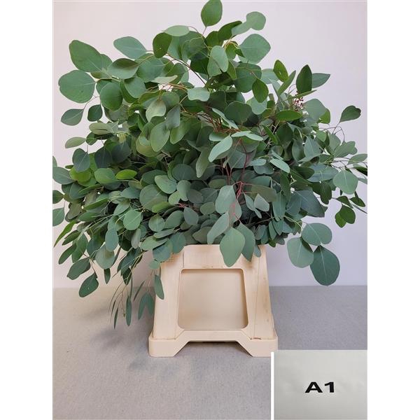 <h4>EUC POPULUS PB</h4>