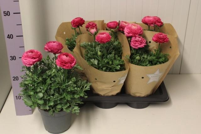 <h4>RANUN SPRINK PINK</h4>