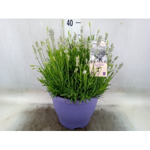 Lavandula angus.