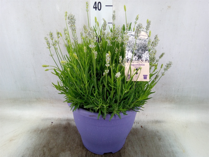 <h4>Lavandula angus.</h4>