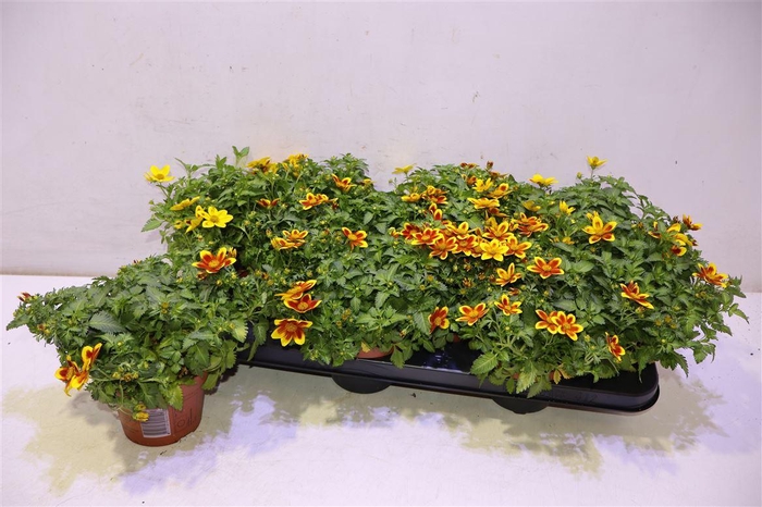 <h4>Bid Bidy Bm Red Eye</h4>