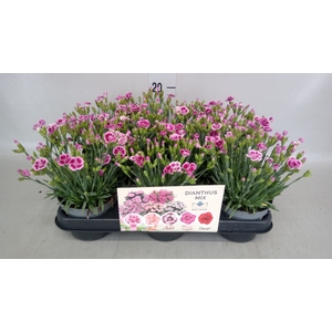 Dianthus  'Pink Kisses'