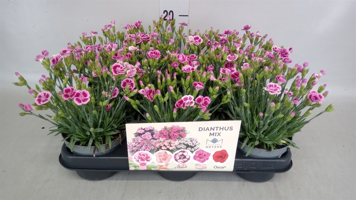 <h4>Dianthus  'Pink Kisses'</h4>