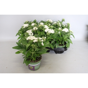 Pentas lucky star White