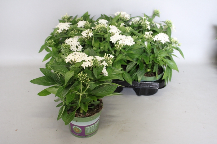 <h4>Pentas lucky star White</h4>