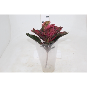 FOLHAGEM DRACENA ROSA CLARO